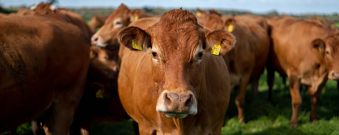 Diashow zum Marktauftritt und zur visuellen Identität des Unternehmens