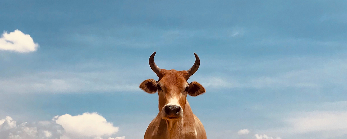 Logo des Unternehmens