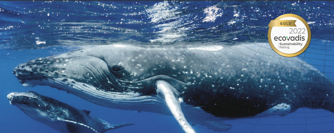 Diashow zum Marktauftritt und zur visuellen Identität des Unternehmens