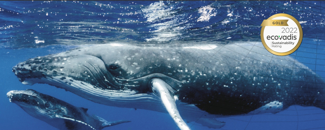 Diashow zum Marktauftritt und zur visuellen Identität des Unternehmens