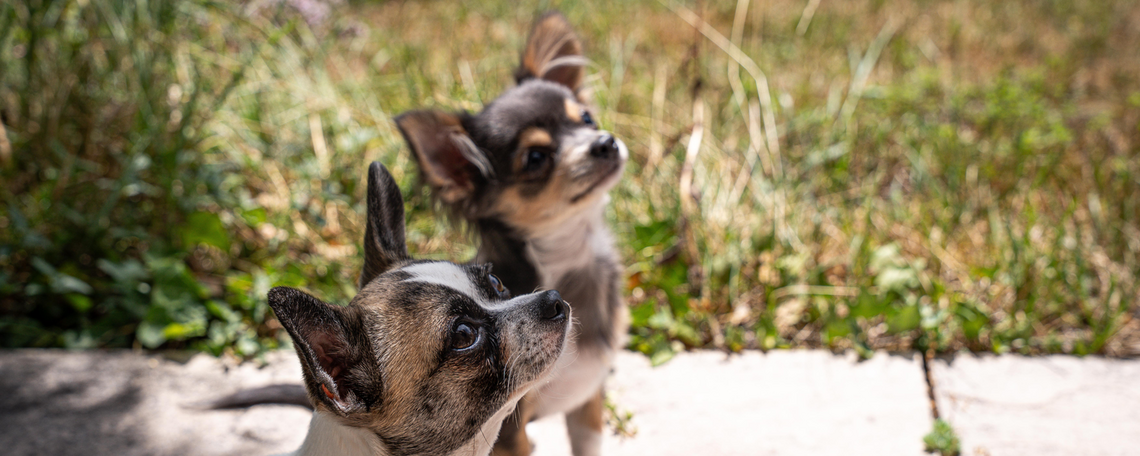 Diashow zum Marktauftritt und zur visuellen Identität des Unternehmens